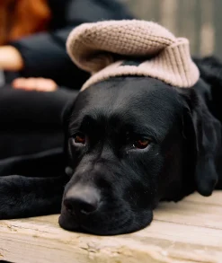 Newton Beanie